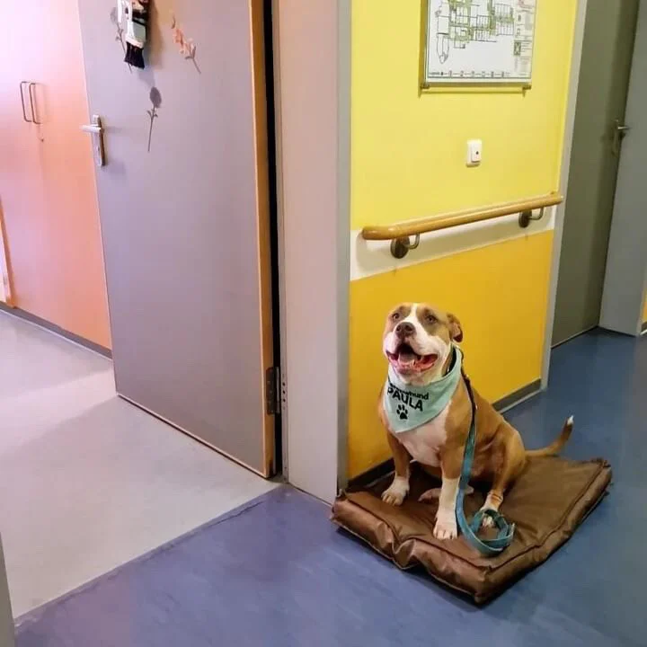 Americanbully in der Pflegeassistenz im Seniorenheim