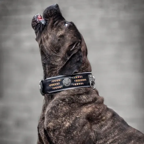 XXLAmericanbully Halsband