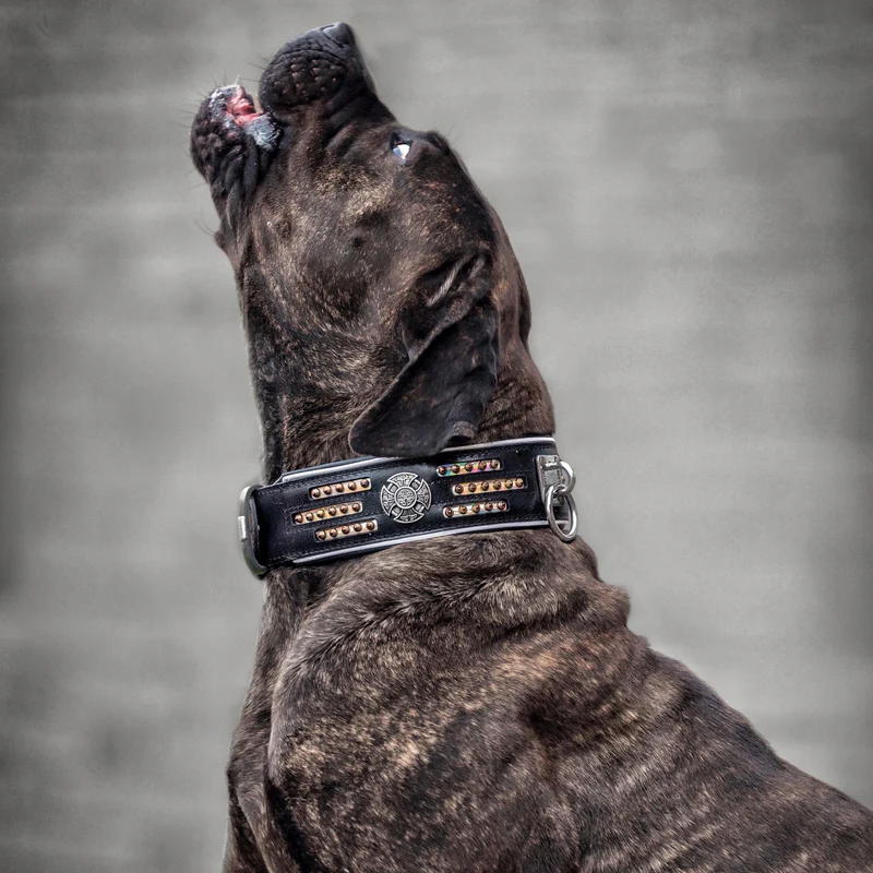 XXLAmericanbully Halsband