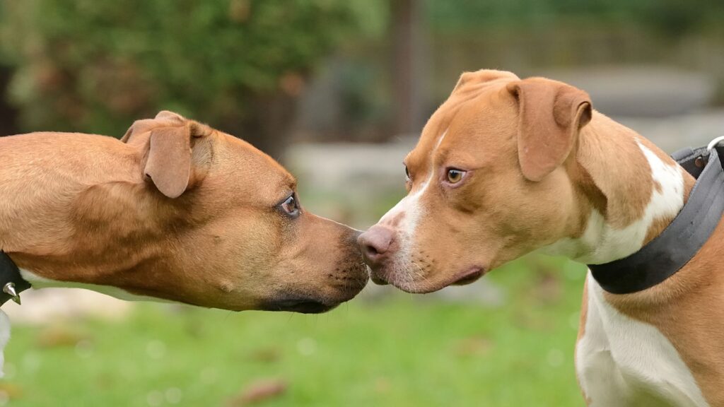 american pitbull terrier geschichte ursprung apbt