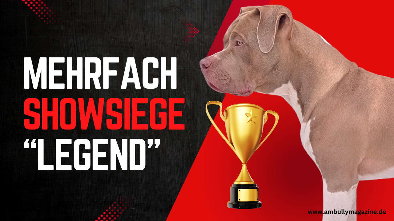American Bully „Legend“ beeindruckt bei der Papenburger Dog-Show: Mehrfacher Titelgewinn beim ersten Auftritt