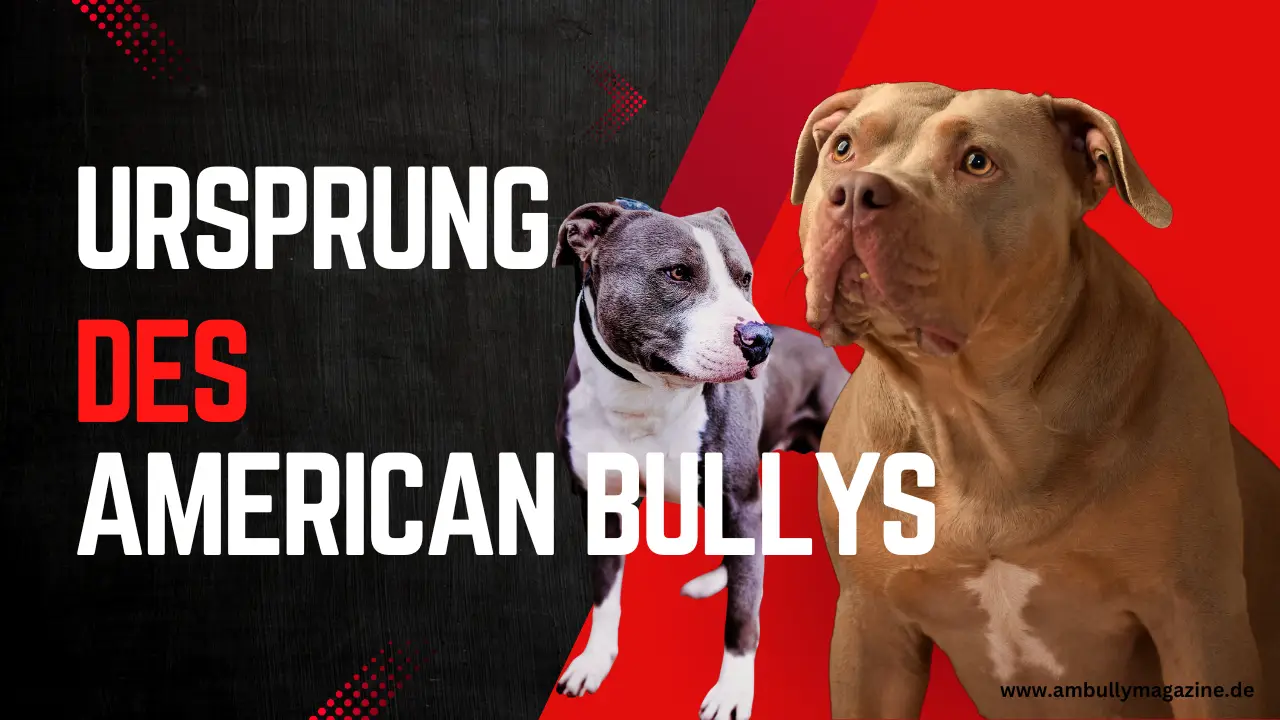 Die Entstehung der Rasse American Bully