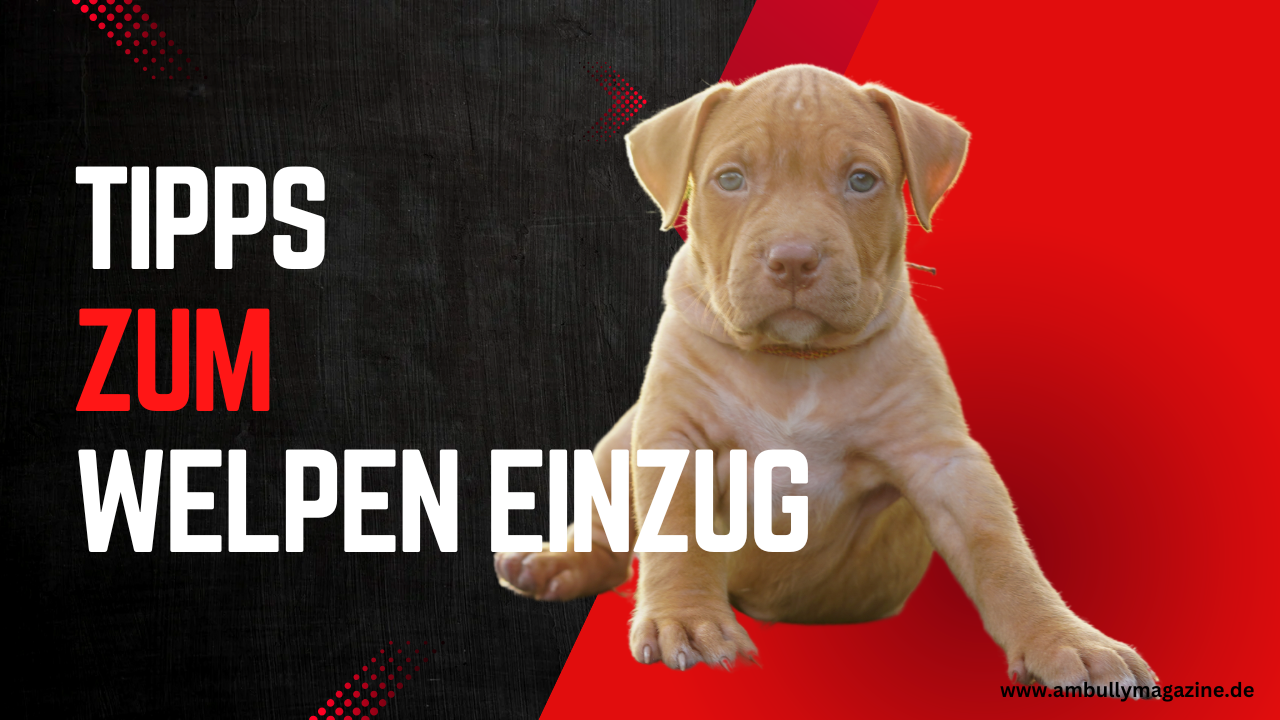 Bevor ein American Bully Welpe einzieht: Tipps zur Vorbereitung und Wissenserlangung