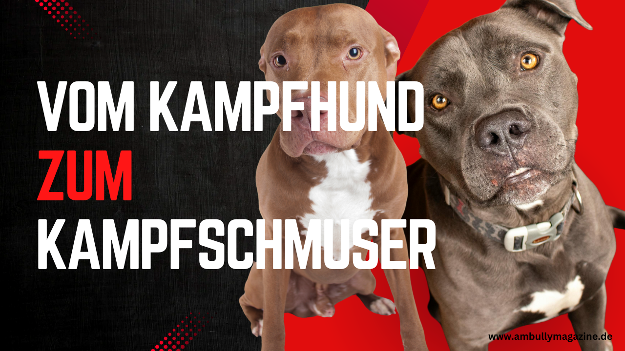 Vom ‚Kampfhund‘ zum ‚Kampfschmuser‘: Auf der Suche nach der Wahrheit“
