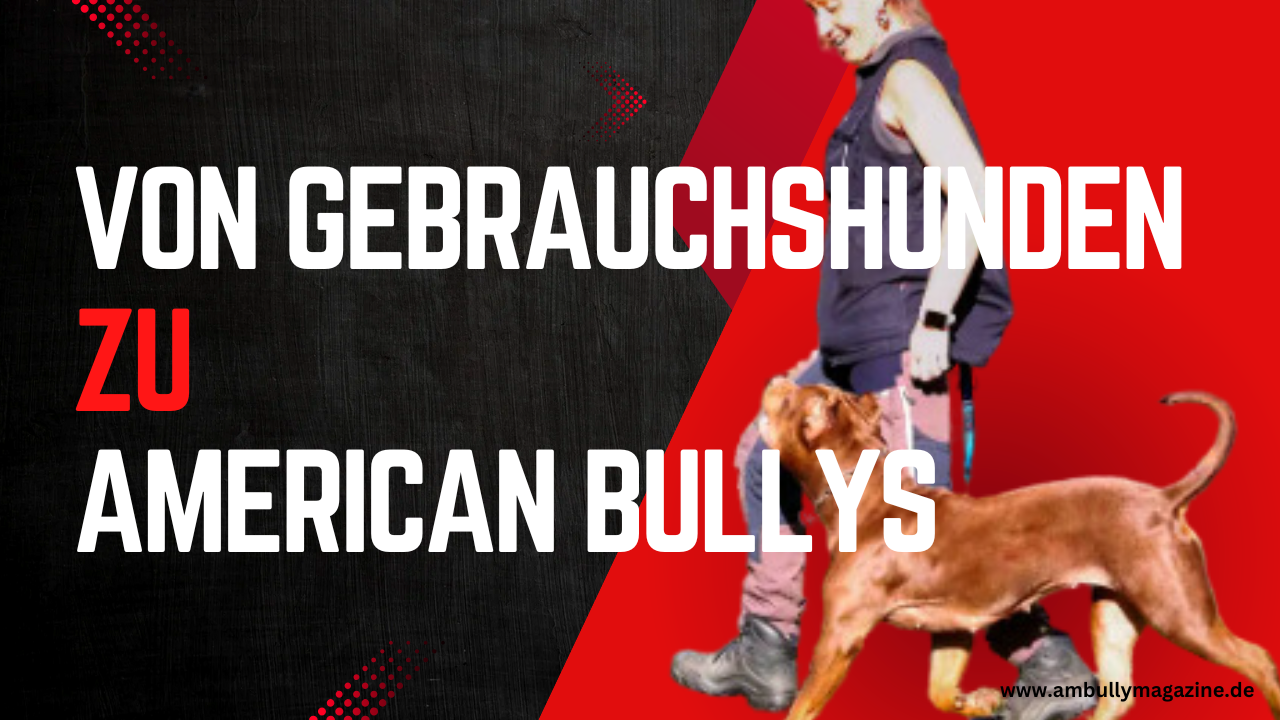 IGP Hundesport: Von Gebrauchshunden zu American Bullys