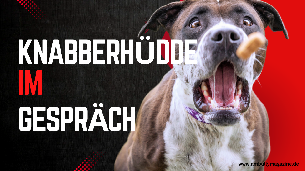 Knabberhüdde- ein Schlaraffenland für American Bullys