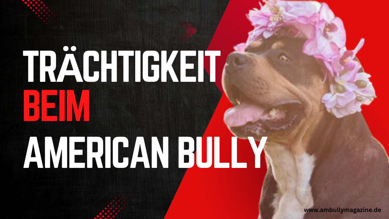 Trächtigkeit beim American Bully