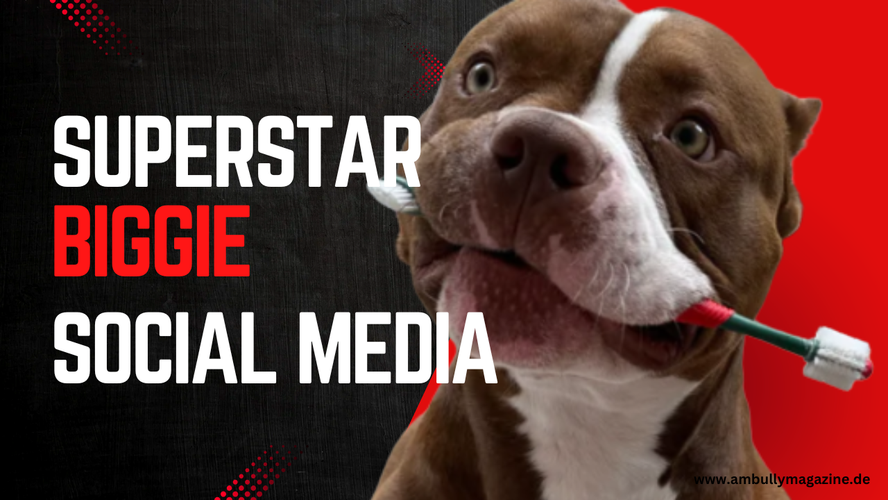 Biggie, der fellige Social Media American Bully Superstar