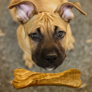 Kauknochen in Knochenform aus Olivenholz für American Bullys – 20 cm
