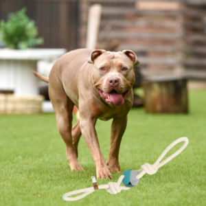 Hundespielzeug für American Bullys – robustes Naturkautschuk- und Baumwollseil-Kombination