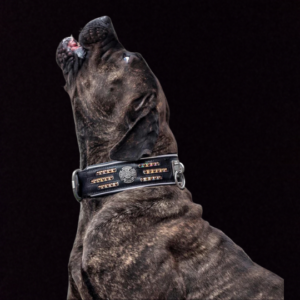 American Bully Halsbänder/Leinen