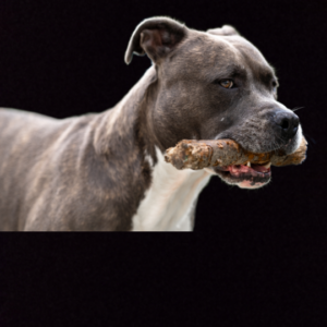 American Bully Spielzeug