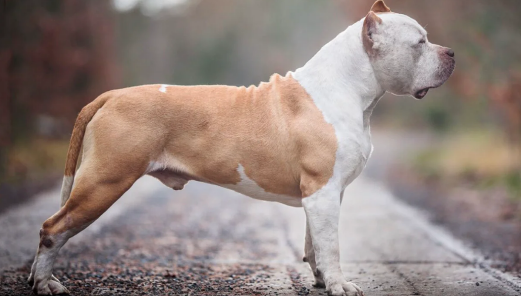 americanbully xl abkc show