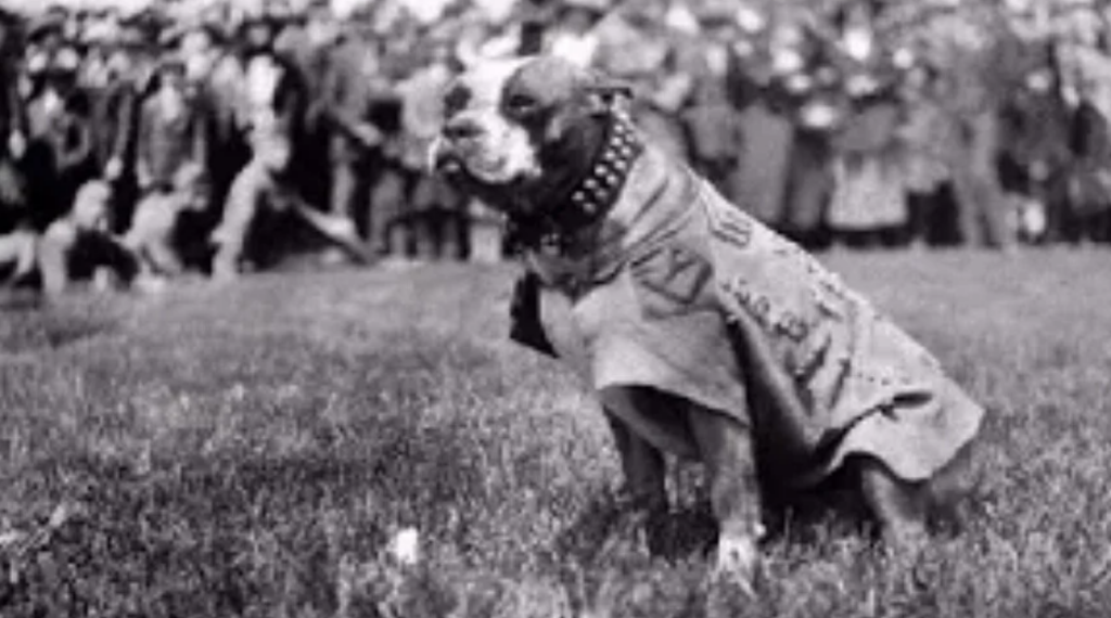 American Pitbull Terrier "Stubby" / Quelle