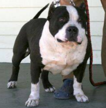 Gottiline 21 blackjack american bully