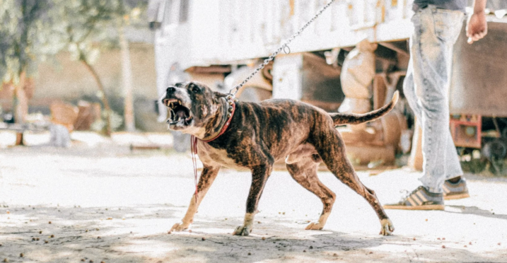 americanpitbullterrier