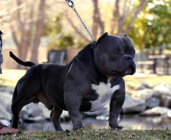 mrmiagiamericanbully