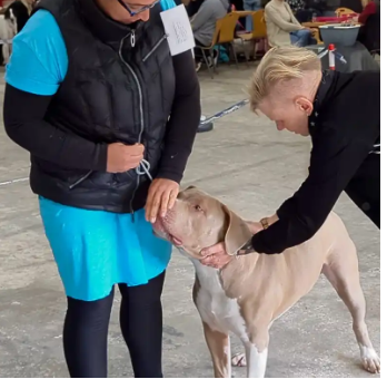american bully hundeshow ihv