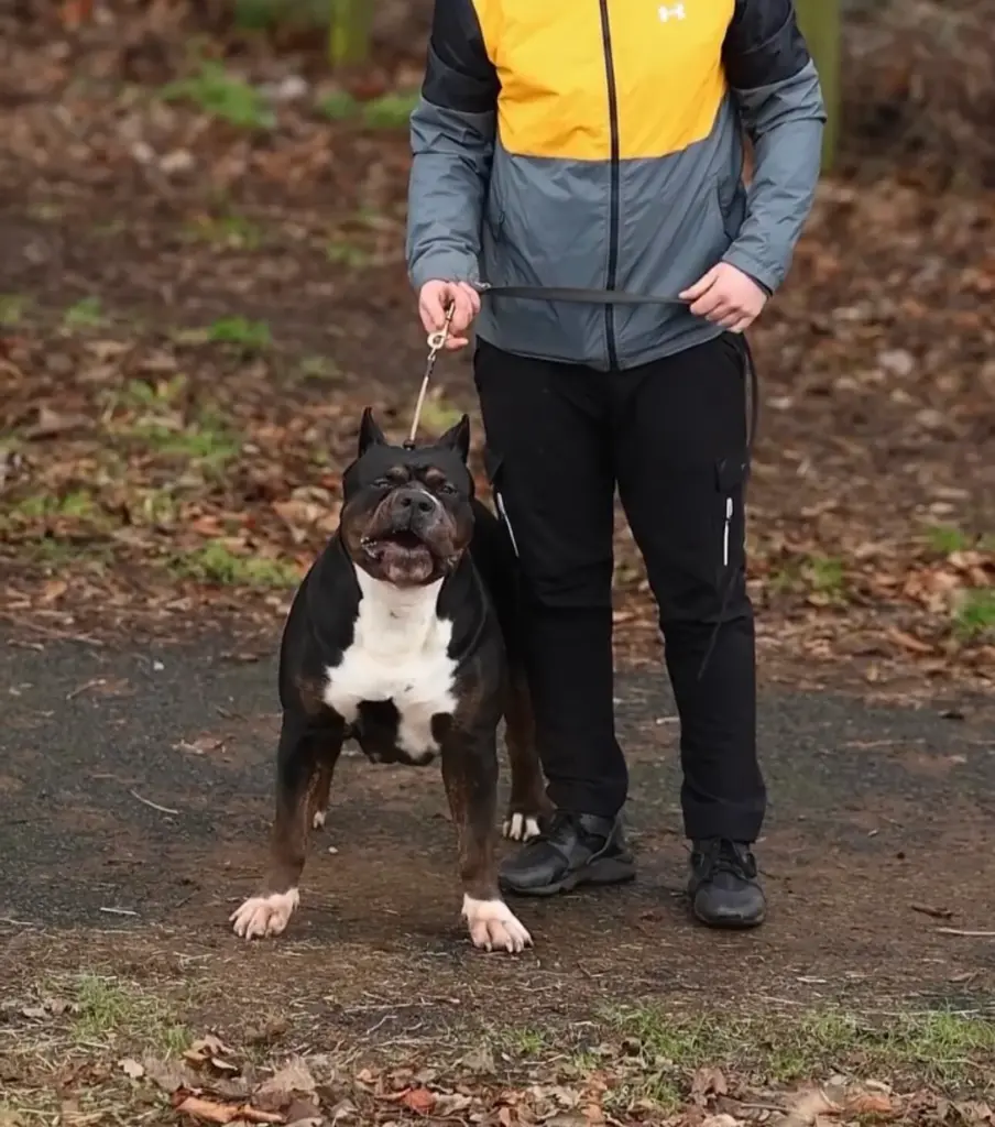 American Bully XL Tricolor