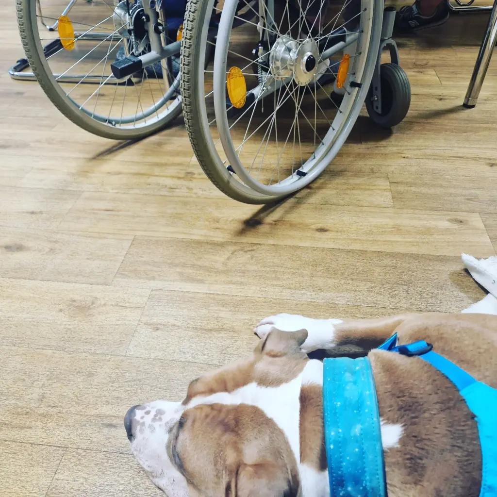 XLAmericanbully in der Seniorenpflege