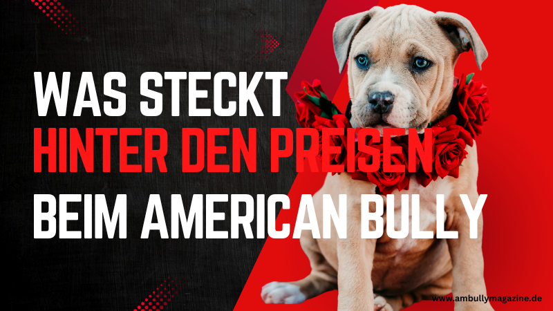 Die Preisgestaltung von American Bully Zuchthunden: Ein Blick hinter die Kulissen