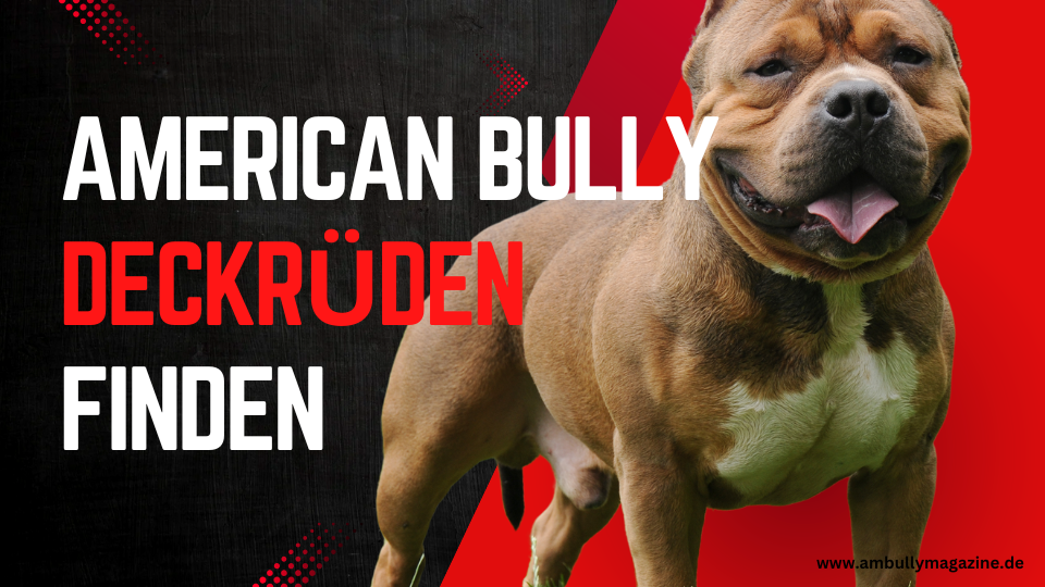 American Bully Deckrüde finden: So klappt die Suche nach dem perfekten Zuchtrüden!