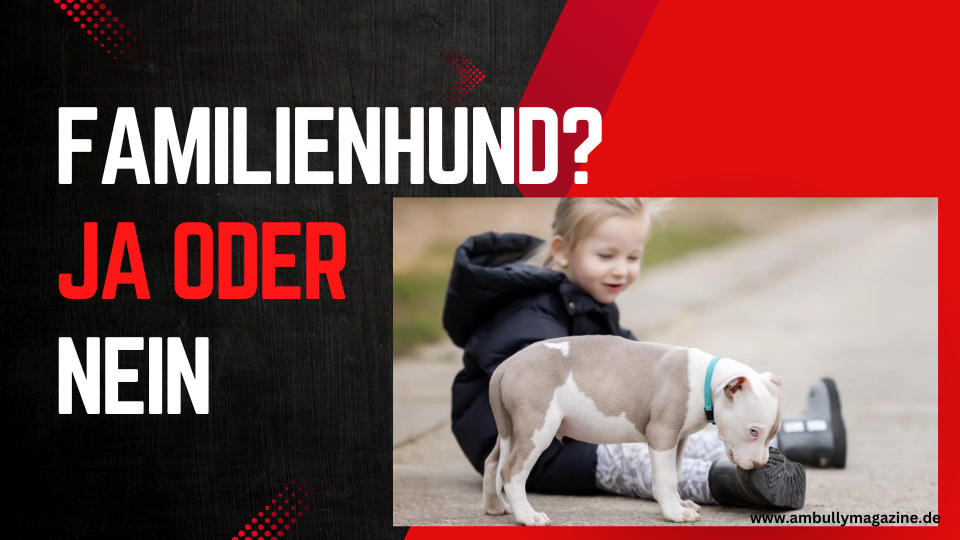 EIGNET SICH DER AMERICAN BULLY ALS FAMILIENHUND?