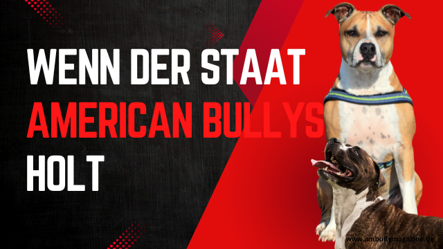 Wenn der Staat den American Bully holt: Die häufigsten Gründe für Beschlagnahmungen
