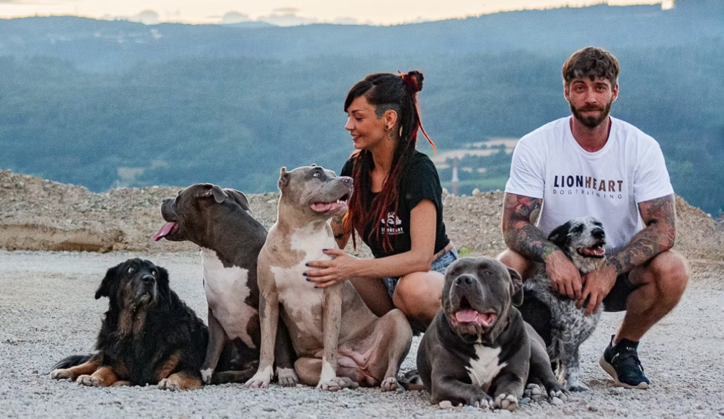 Lionheart Dogtraining American Bully XL