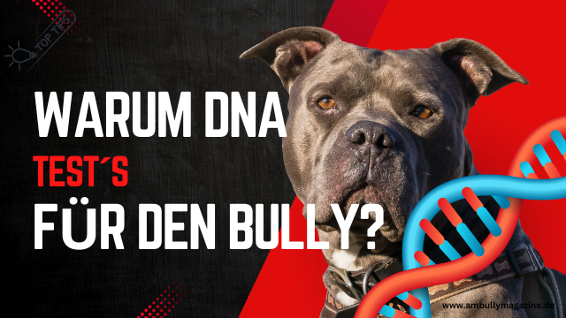 Was ist eigentlich ein DNA-Test für American Bullys und warum interessiert uns das?