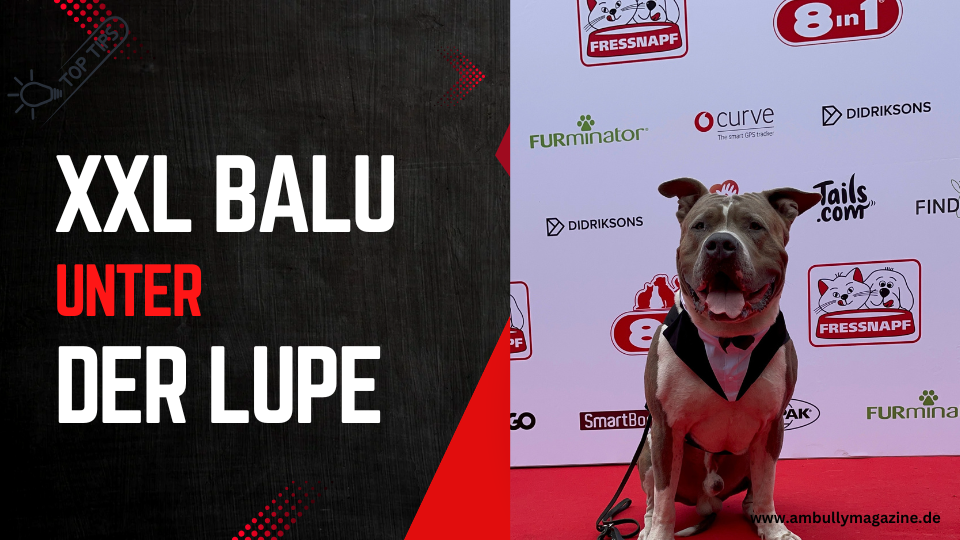 XXL Balu unter der Lupe – American Bully XL