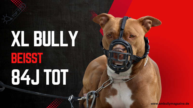 American Bully XL beißt 84j Mann und wurde erschossen