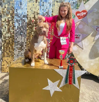 ABKC American Bully XL Russland