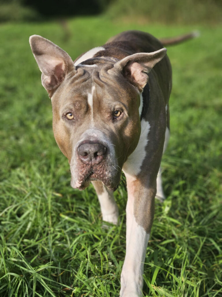xxlbalu, americanbully xl