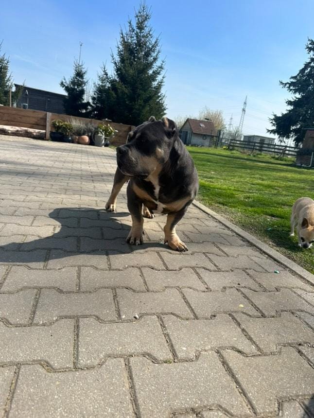 americanbully pocket