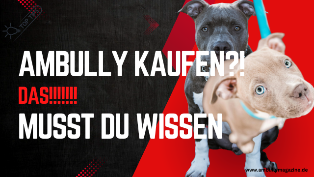Was du wirklich wissen musst, bevor du dir einen American Bully kaufst