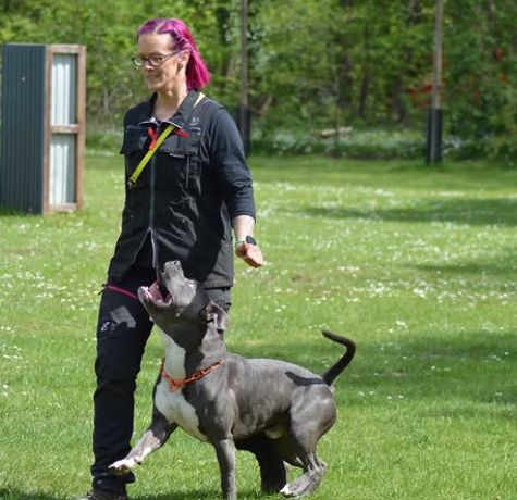 IPOsport American Bully Scharbeutz