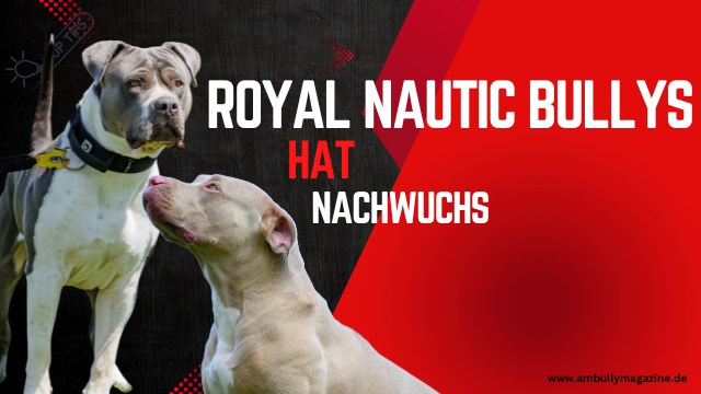 Ein neuer Anfang bei Royal Nautic Bully’s