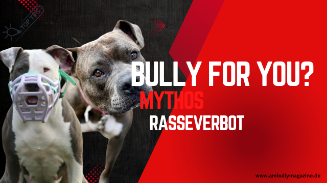 Bully for You? – Warum Rasseverbote American Bullys nicht gerecht werden