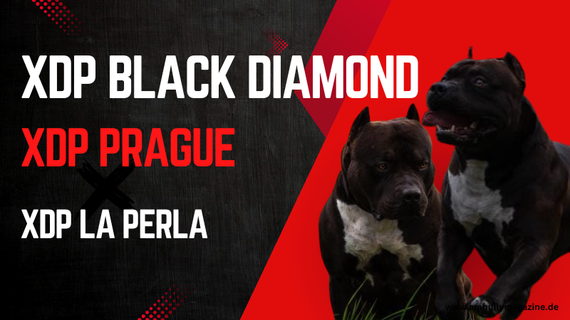 XDP Black Diamond aus der bekannten US-Zucht XXL Designer Pitbulls