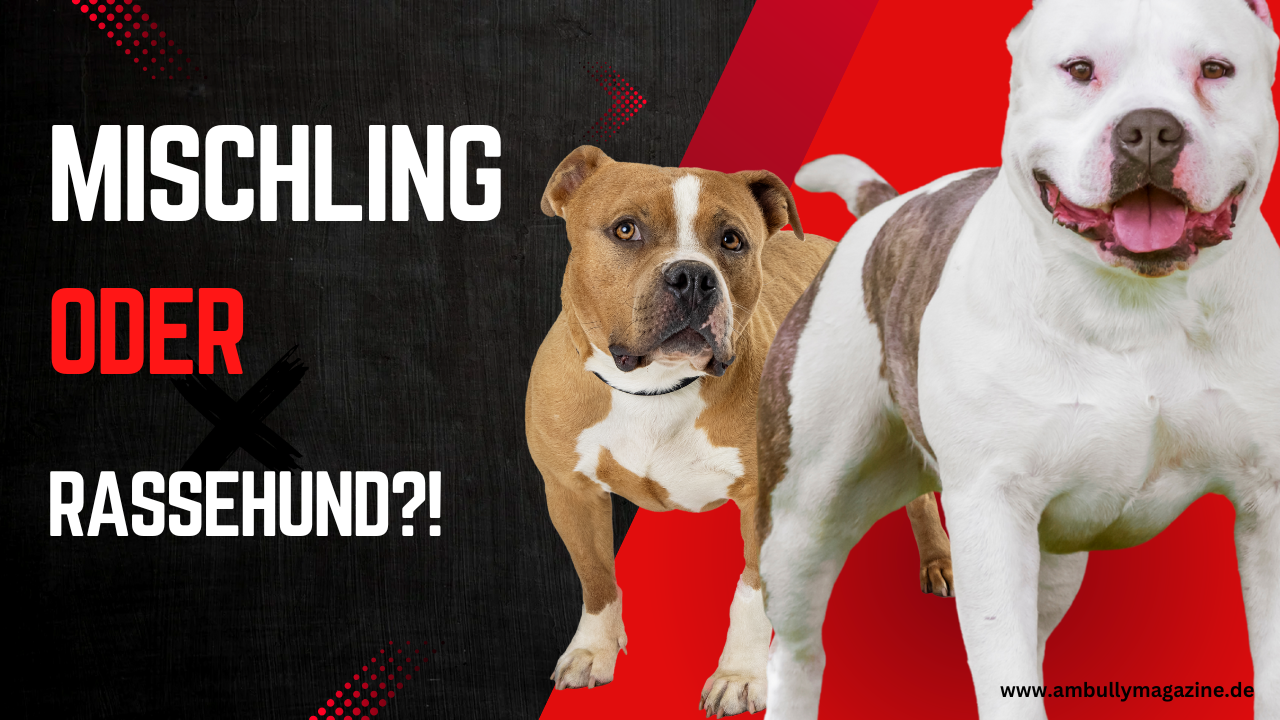 Der American Bully – von den Anfängen bis zur eigenständigen Rasse