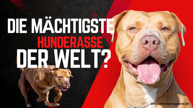 Der American Bully – vom Straßenhund zur weltweiten Ikone