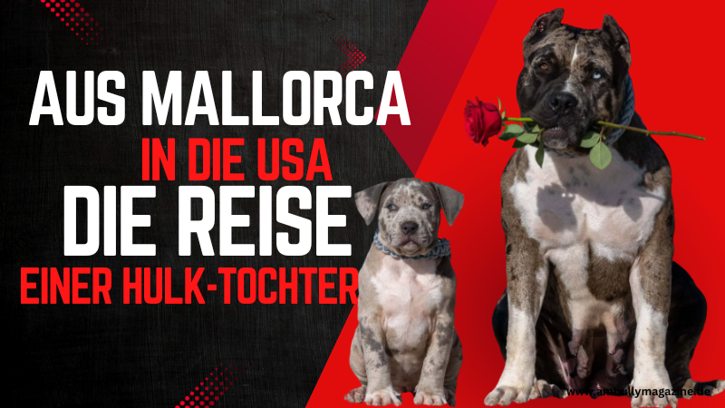 XXL Luxor Bullys trifft Dark Dynasty K9s