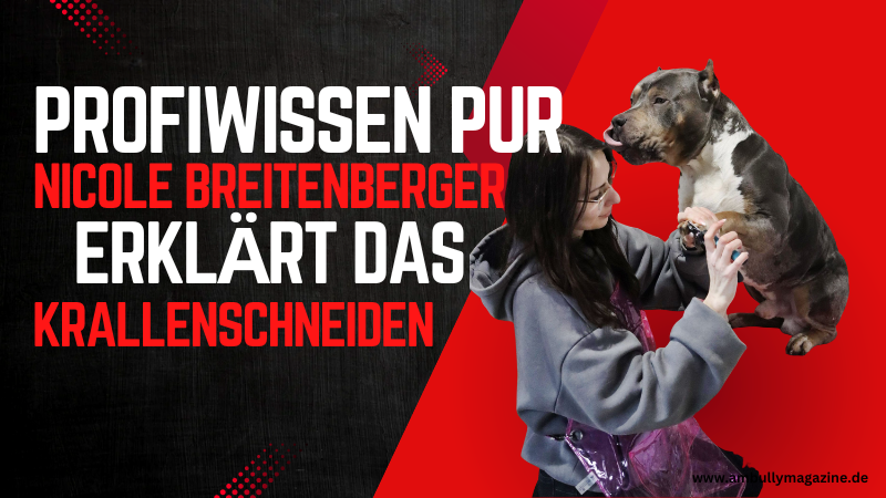 Interview mit Hundesalon Nicole Breitenberger über Krallenpflege beim American Bully