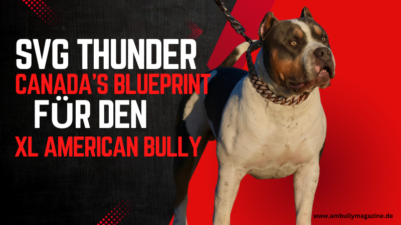 SVG Thunder – Der kanadische American Bully XL-Rüde, der es aus gutem Grund in ein europäisches Magazin schafft