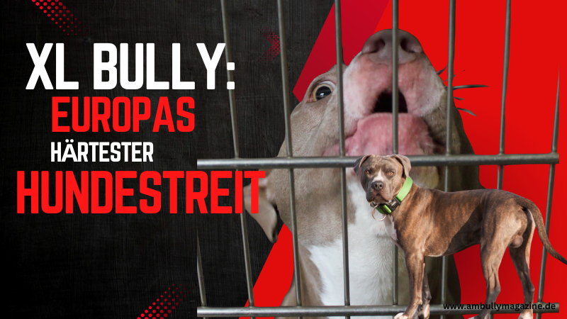 Der American Bully in Europa 2025 – zwischen Regulierung, medialer Polarisierung und wachsender Kynologie