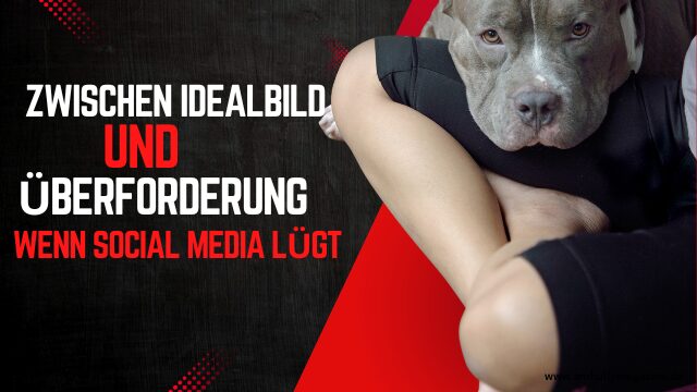 American Bully Fehlkauf – emotionale Realität hinter der Social-Media-Fassade