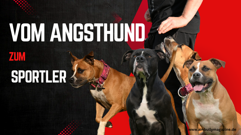 Hundesport stärkt Vertrauen: Ein Erfahrungsbericht mit American Bully und Cane Corso