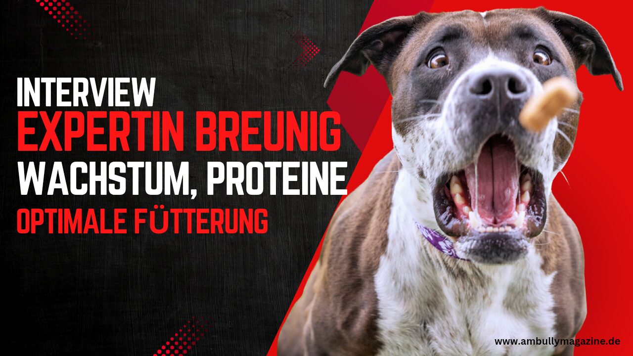 Ernährung des American Bully – Interview mit Fee Breunig („BeuteFee – HUNDgerecht füttern“)