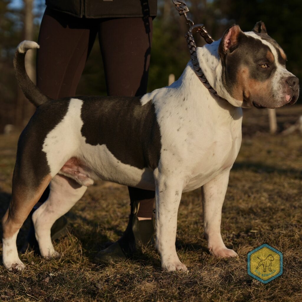 American Bully XL Deckrüde